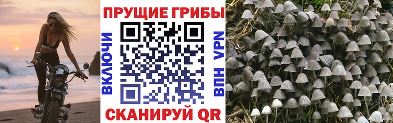 omg ссылка  Нововоронеж  Галлюциногенные грибы GOLDEN TEACHER 